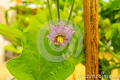 Eggplant flowers blooming in the garden. Agriculture Stock Photo