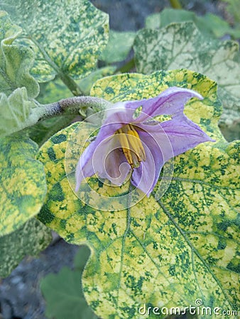 Eggplant Flowers In The Garden Stock Photo