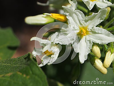 Eggplant flowers in the garden Stock Photo