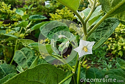 Eggplant flowers that are growing in the garden Stock Photo