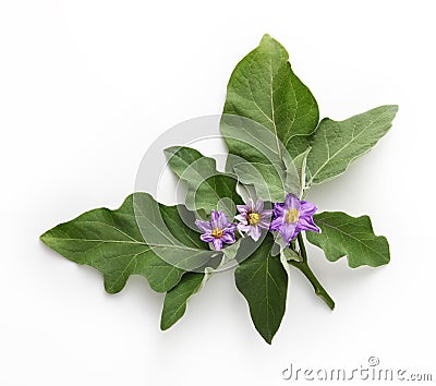 Eggplant flowers and leaf isolated on white background Stock Photo