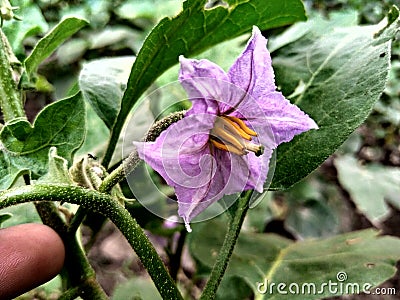 Eggplant flowers - Stock Photo dreamstime companion Stock Photo