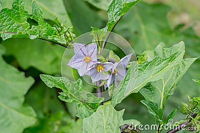 Eggplant flowers Stock Photo