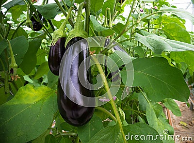 Eggplant in a greenhouse Stock Photo