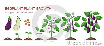 Eggplant growing process from seed to ripe vegetables on plants isolated on white background. Eggplant growth stages Vector Illustration