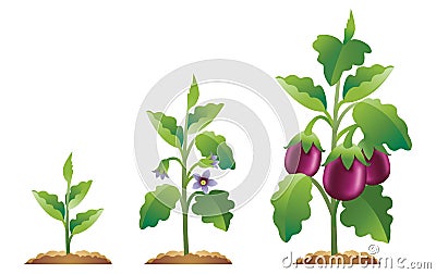 Eggplant growth stages Vector Illustration