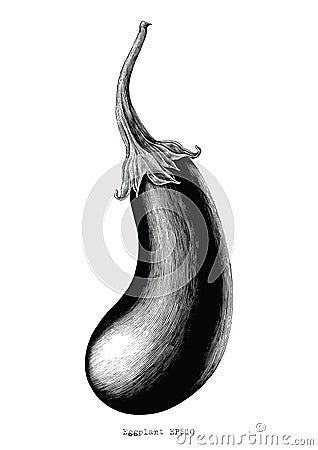 Eggplant hand drawing vintage engraving illustration on white ba Vector Illustration