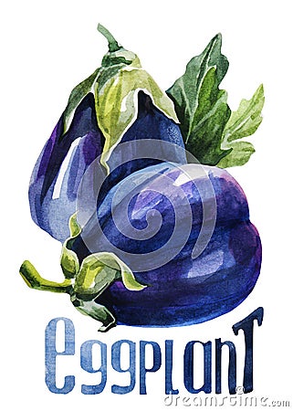 Eggplant. Hand drawing watercolor on white background with title. Stock Photo