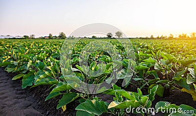 Eggplant plantation field. Agroindustry. Farming landscape. Growing vegetables. Agronomy. Agriculture and agribusiness Stock Photo