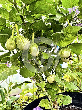 eggplant tree eggplant Long eggplant, stir-fried eggplant Stock Photo