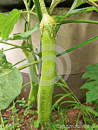 eggplant tree eggplant Long eggplant, stir-fried eggplant Stock Photo