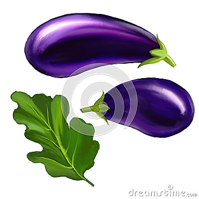 Eggplant vector illustration hand drawn painted Vector Illustration