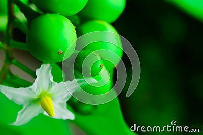 Eggplant is a vegetable that is classified in another herb group. Stock Photo