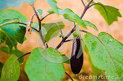 Eggplant or violet brinjal (Solanum melongena)- horizontal Stock Photo