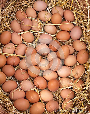 Fresh Eggs Stock Photo