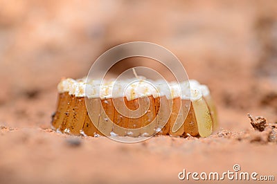 Eggs of assasin bug Reduviidae, Satara, Maharashtra, Stock Photo