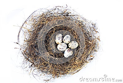 Eggs in bird nest Stock Photo