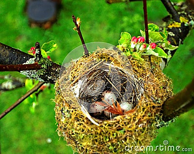 Eggs in birds nest Stock Photo