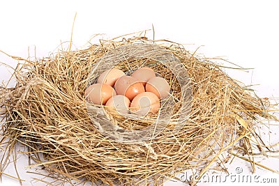 Eggs in a chicken nest on a white backgroundn Stock Photo