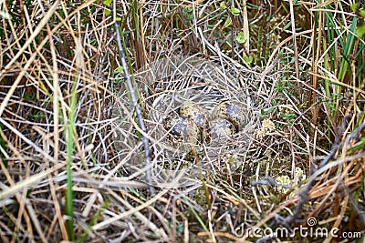 Snipe nest in sedge swamp Stock Photo