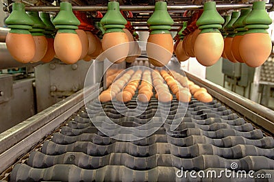 Egg factory on selecting process and grading production line Stock Photo