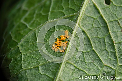 Eggs of Green Dock Beetle, Gastrophysa viridula, on dock leaf. Stock Photo