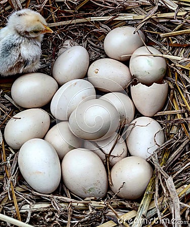 Eggs hatching chicks countrysidechicken Stock Photo