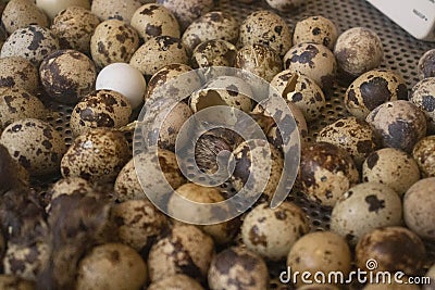 Eggs hatching in an industrial incubator in a rural environment, thus giving life to a group of baby birds of any species, and Stock Photo
