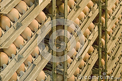 Eggs in the incubator Stock Photo
