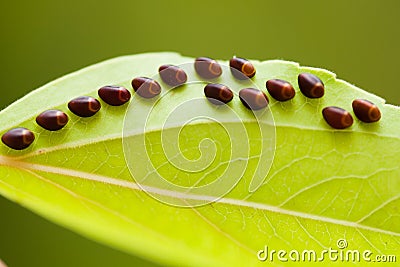 Eggs of insect on leaf Stock Photo