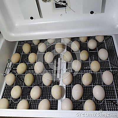 The eggs of a musky duck lying in an incubator Stock Photo