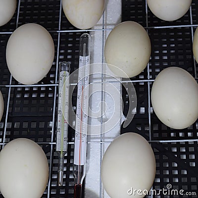 The eggs of a musky duck lying in an incubator Stock Photo