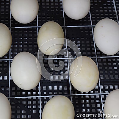 The eggs of a musky duck lying in an incubator Stock Photo