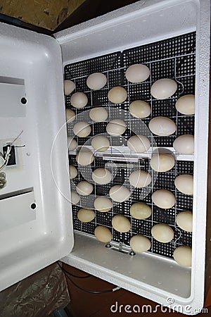 The eggs of a musky duck lying in an incubator Stock Photo