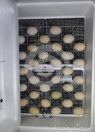 The eggs of a musky duck lying in an incubator Stock Photo
