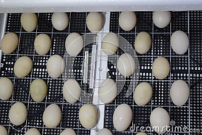 The eggs of a musky duck lying in an incubator. Stock Photo