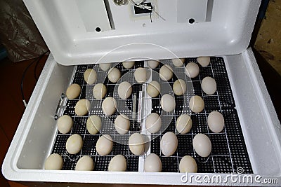 The eggs of a musky duck lying in an incubator. Stock Photo