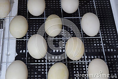 The eggs of a musky duck lying in an incubator. Stock Photo