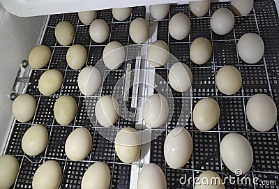 The eggs of a musky duck lying in an incubator. Stock Photo