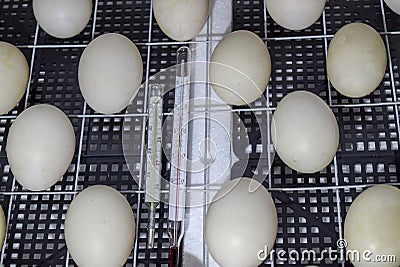 The eggs of a musky duck lying in an incubator. Stock Photo