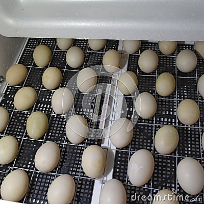 The eggs of a musky duck lying in an incubator Stock Photo