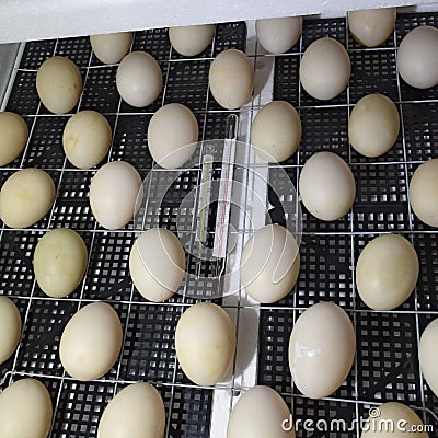 The eggs of a musky duck lying in an incubator Stock Photo