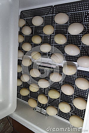 The eggs of a musky duck lying in an incubator Stock Photo