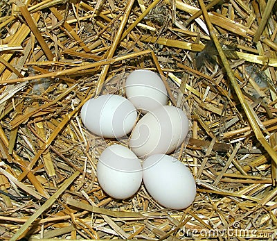 Eggs in the nest Stock Photo