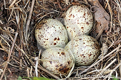 Eggs in the nest Stock Photo