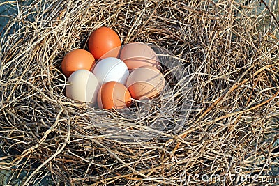 Eggs in a nest. Stock Photo