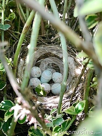 Eggs from oval strong shell waiting their mother in nest Stock Photo