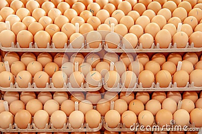 Lot of eggs on tray from breeders farm. Stock Photo