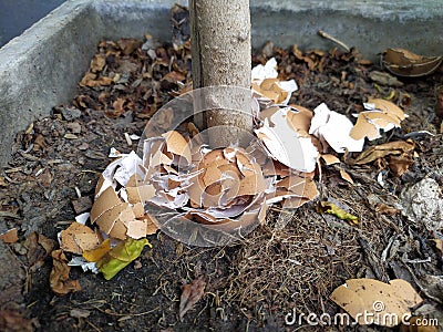 eggs shells onto plants benefits of egg shells on plants, garden. fertilizer, the concept of waste is useful Stock Photo