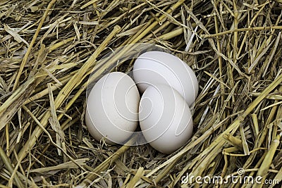 Eggs Stock Photo